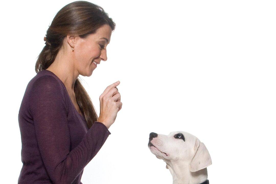 How to Train a Dog: Tips from NYC’s Top Dog Trainers, part 4/6