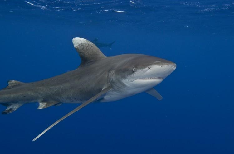The Last Oceanic Whitetip Sharks