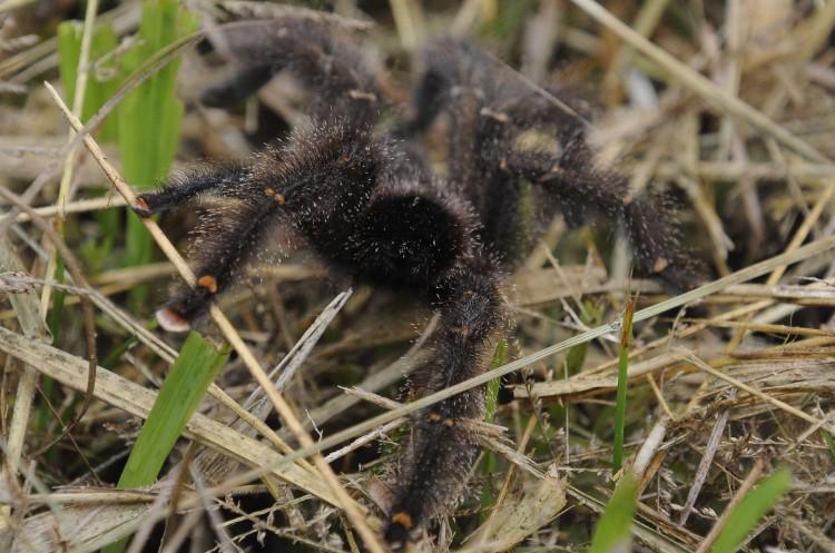 Bat-eating Spiders All Over the World, Except Antarctica