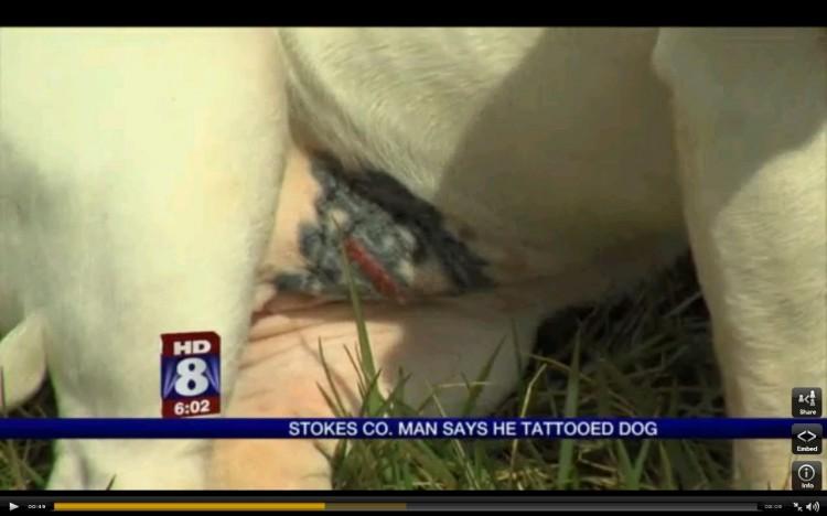 Man Tattoos Pit Bull In N. Carolina (+Photo)