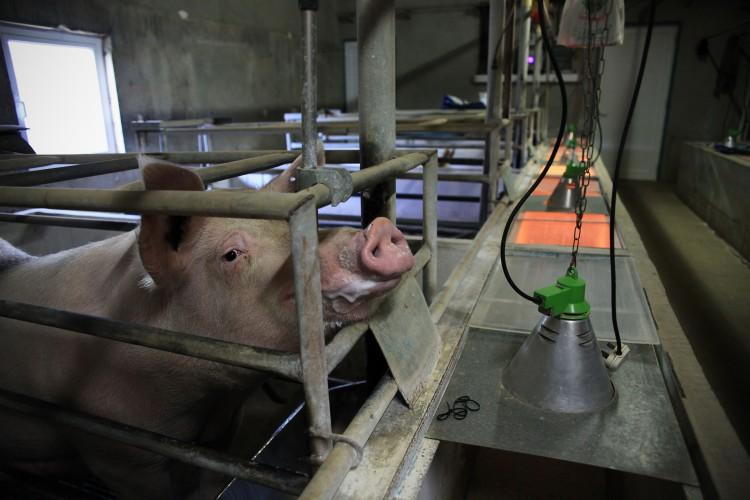 Major Pork Producer Phasing Out Pig Gestation Crates