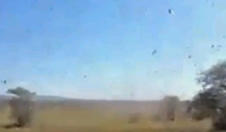 Plague of Locusts in Madagascar Threatens Crops