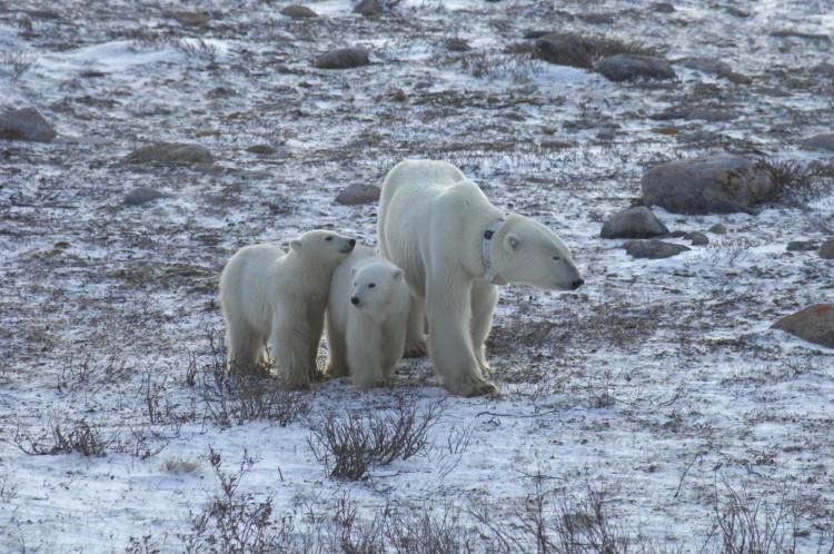 Polar Bears Waiting Longer for Winter Ice