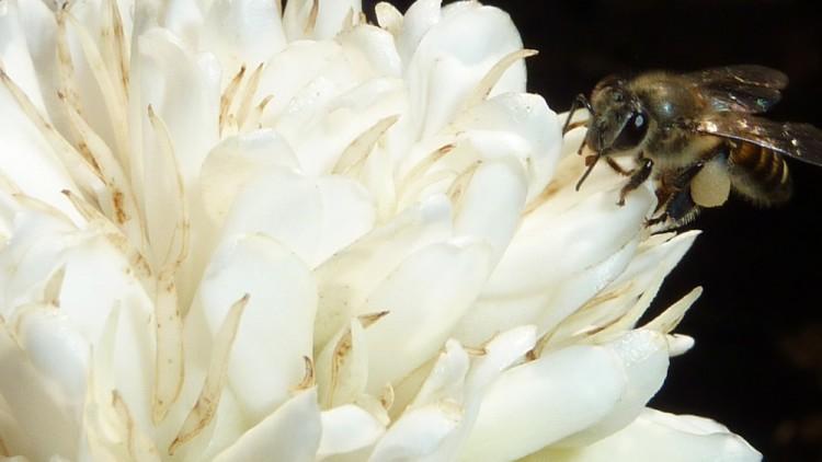 Coffee Nectar Gives Bees a Memory ‘Buzz’