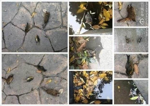 Sparrows Found Dead in Chinese City Where Bird Flu Claimed 2
