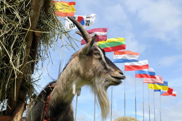 Baby Goat Born With a Human-Like Face in Malaysia
