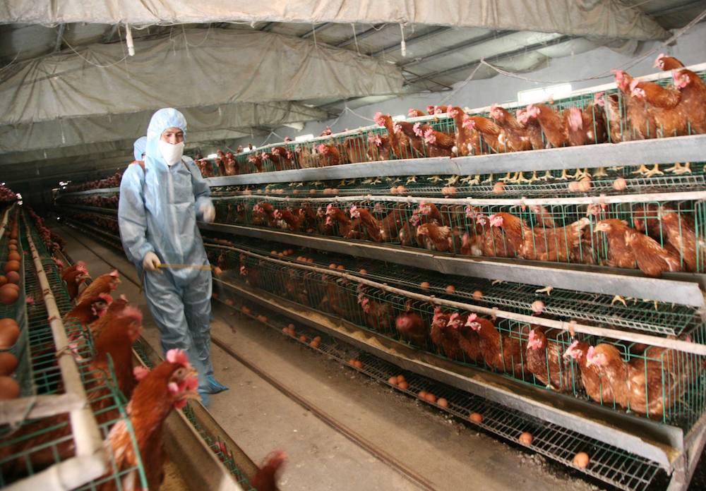 Chinese Vet Says Authorities Concealed H7N9 Poultry Epidemic