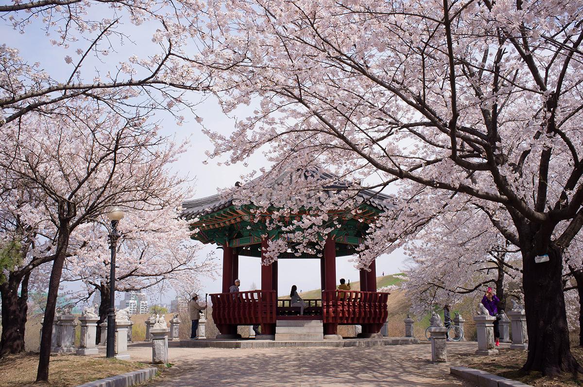 City in Focus: Cherry Blossoms in Seoul (Photos)