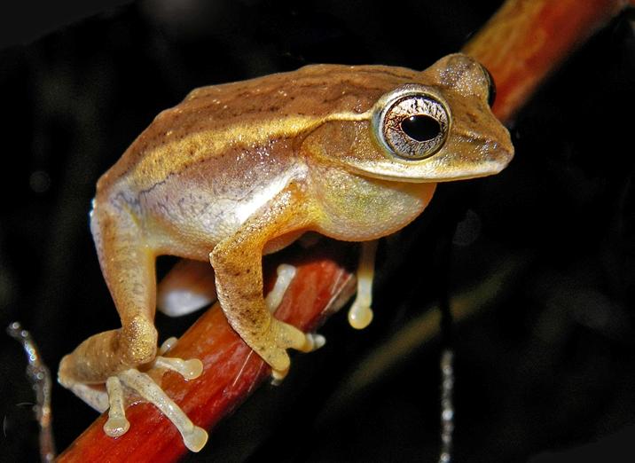 Two New Frog Genera Discovered in India
