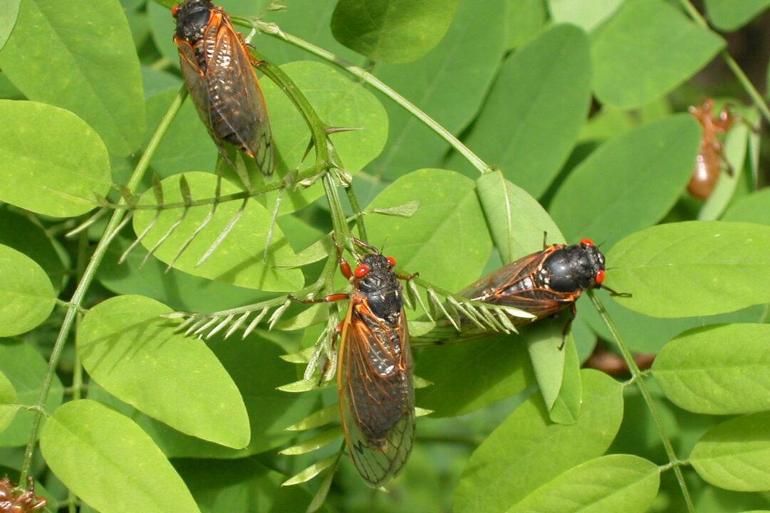 The Cicadas Are Coming!