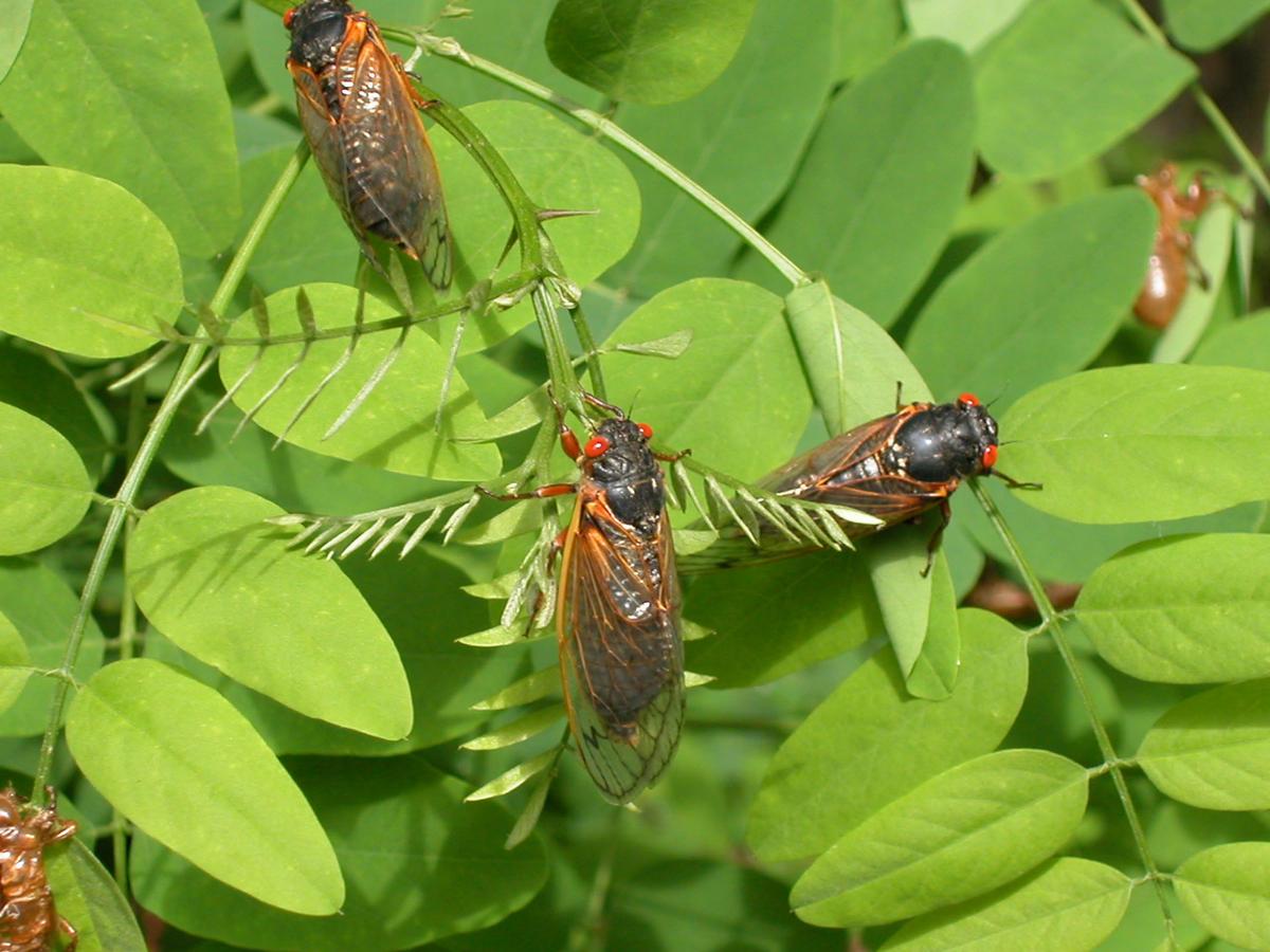 The Cicadas Are Coming!