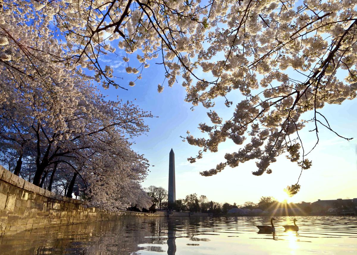 Cherry Blossoms Will Not Be Rushed