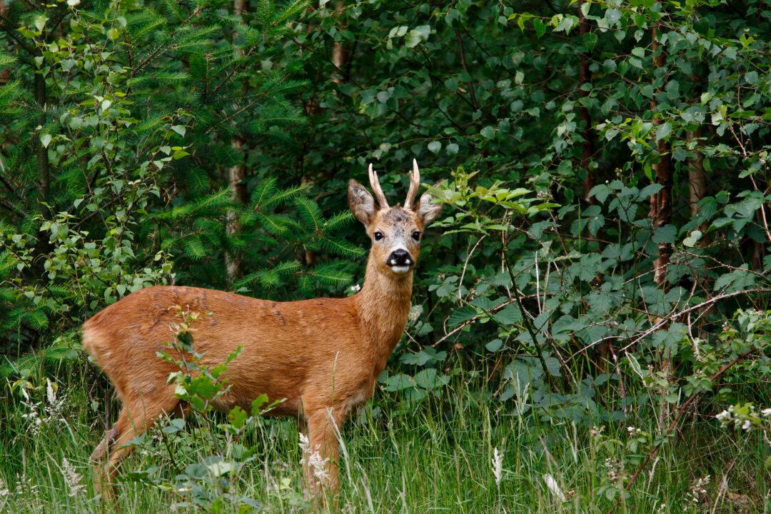 Chinese Idiom: Point to a Deer and Call it a Horse (指鹿為馬)