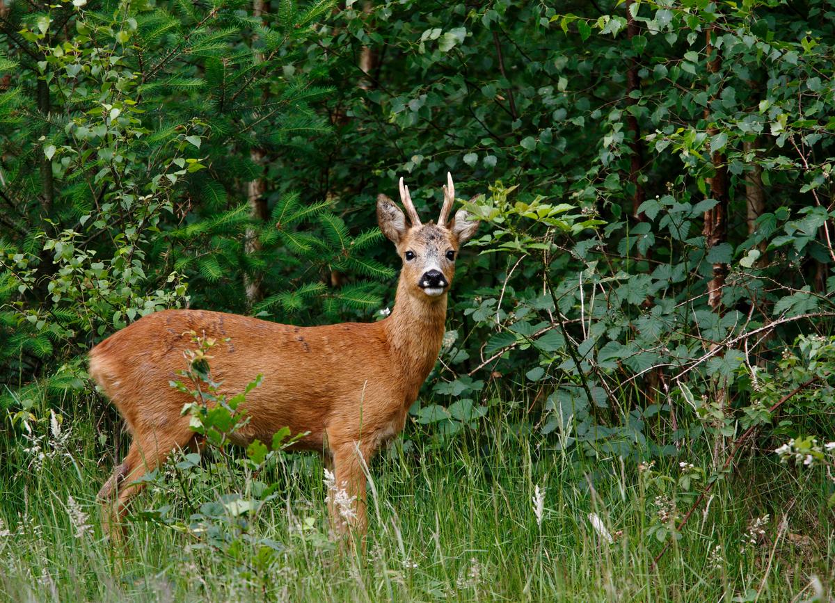 Chinese Idiom: Point to a Deer and Call it a Horse (指鹿為馬)