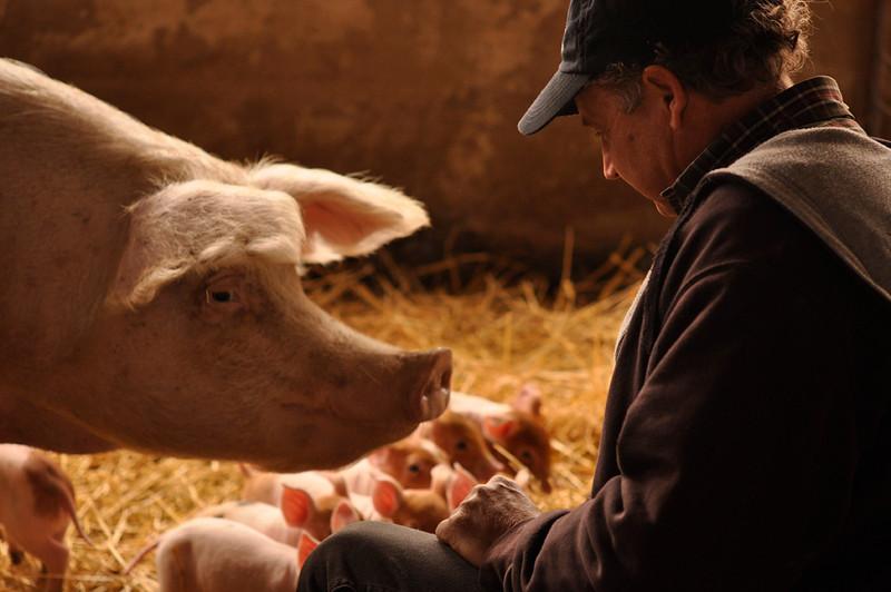 Pig Farmer’s Success Challenges Conventional Wisdom