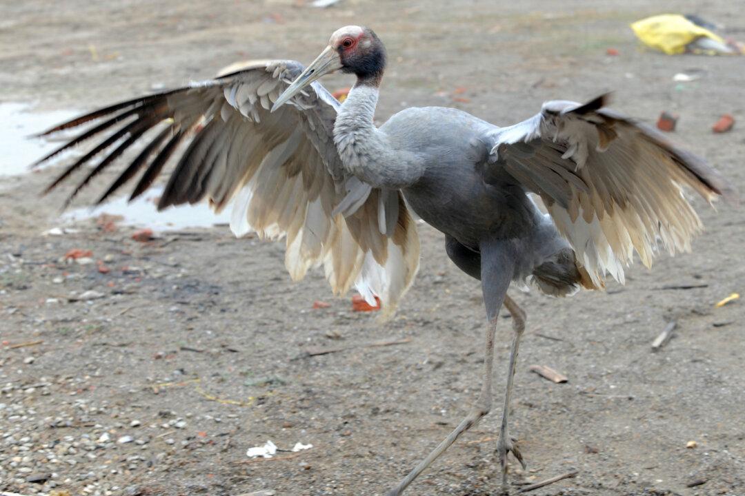 World’s Tallest Flying Bird Might Become Extinct