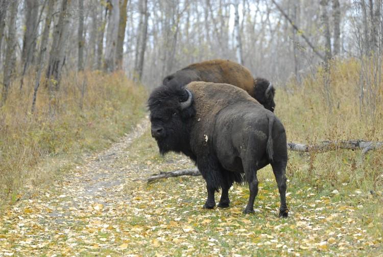 Farmer in Kenosha County, Wisconsin Says 18 Bison Escaped