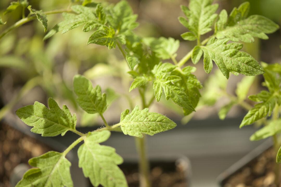 Starting Veggies From Seed Indoors