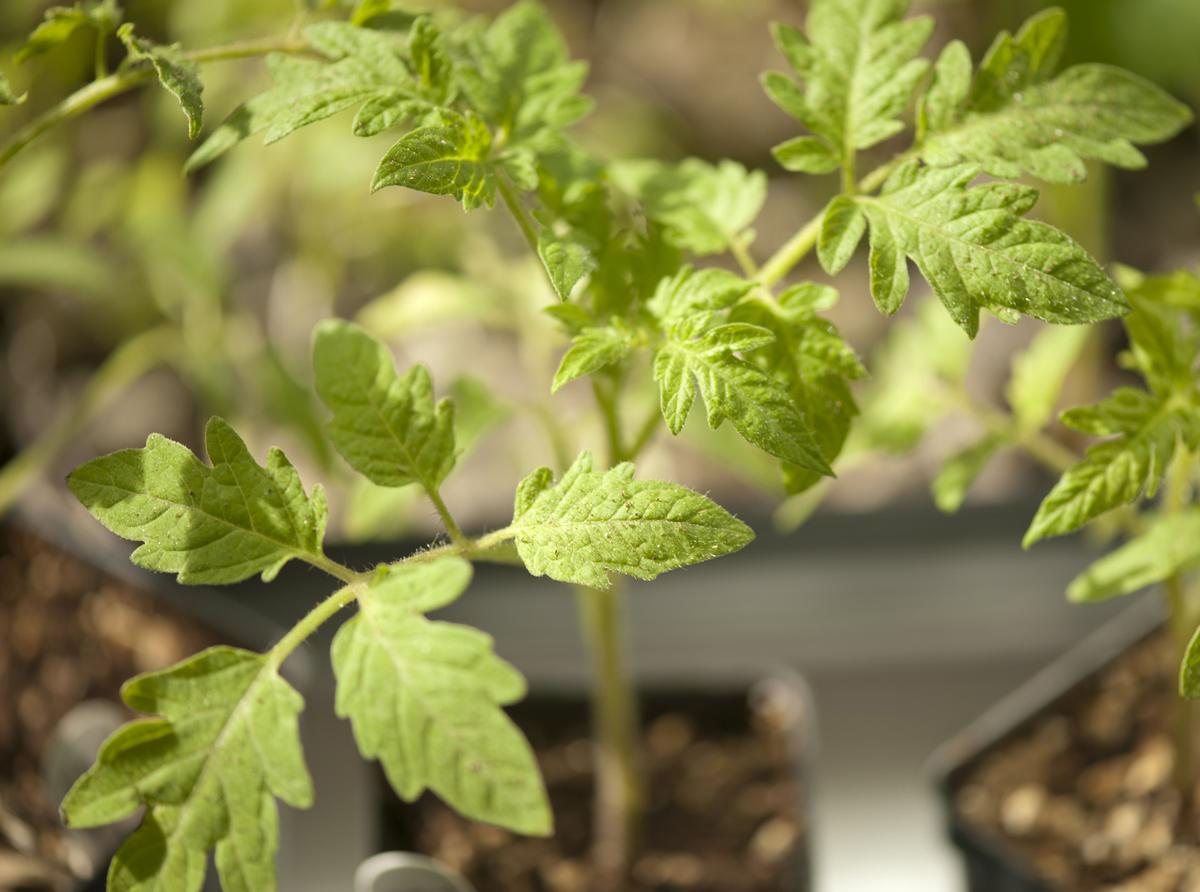 Starting Veggies From Seed Indoors