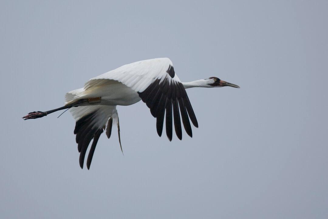 Calgary Zoo’s Effort to Conserve Whooping Cranes gets Funding Boost