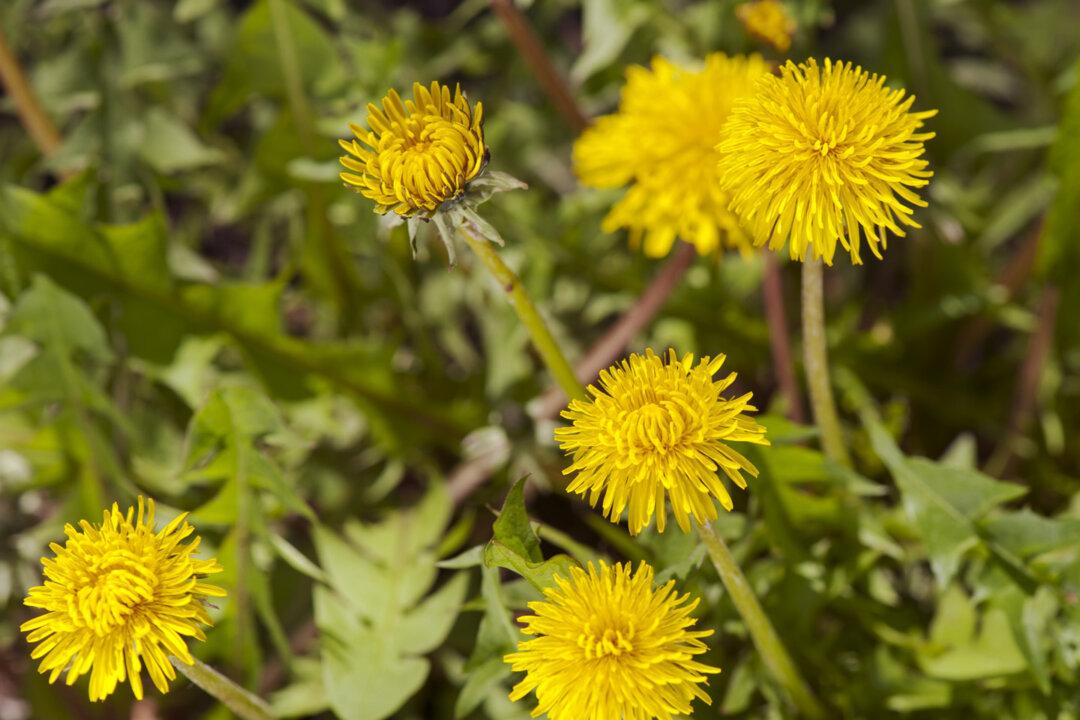 From Yard to Frying Pan: Fresh Sautéed Dandelions