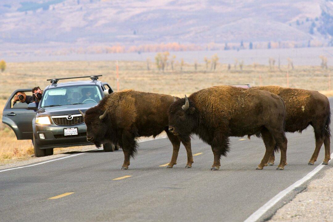 Ted Turner Bison: Judge Dismisses Suit Against Business Mogul