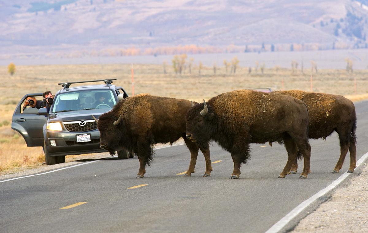 Ted Turner Bison: Judge Dismisses Suit Against Business Mogul