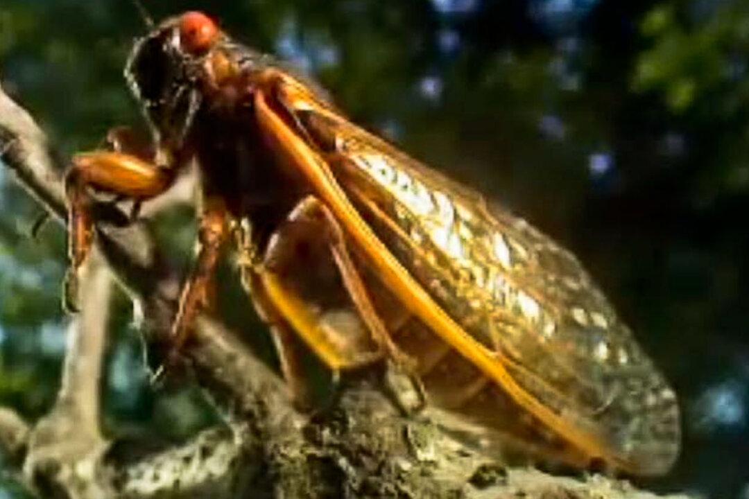 17-Year Cicadas Emerge After 17-Year Slumber (+Video)