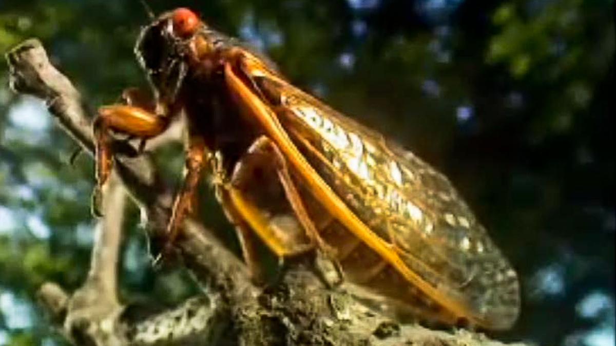 17-Year Cicadas Emerge After 17-Year Slumber (+Video)