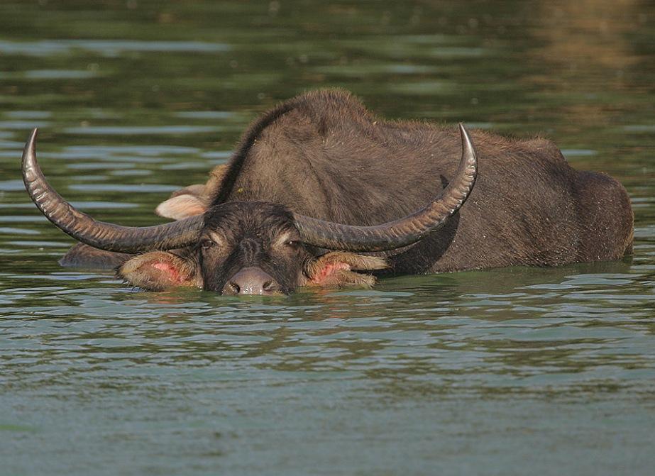New Home for Endangered Asiatic Wild Buffalo