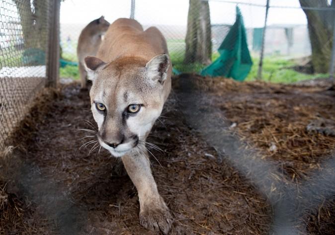 Mountain Lion on California High School Campus Prompts Lockdown