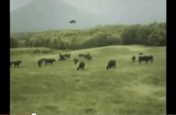 Disclosure Hearing on Aliens Gets Grizzly (+Video)