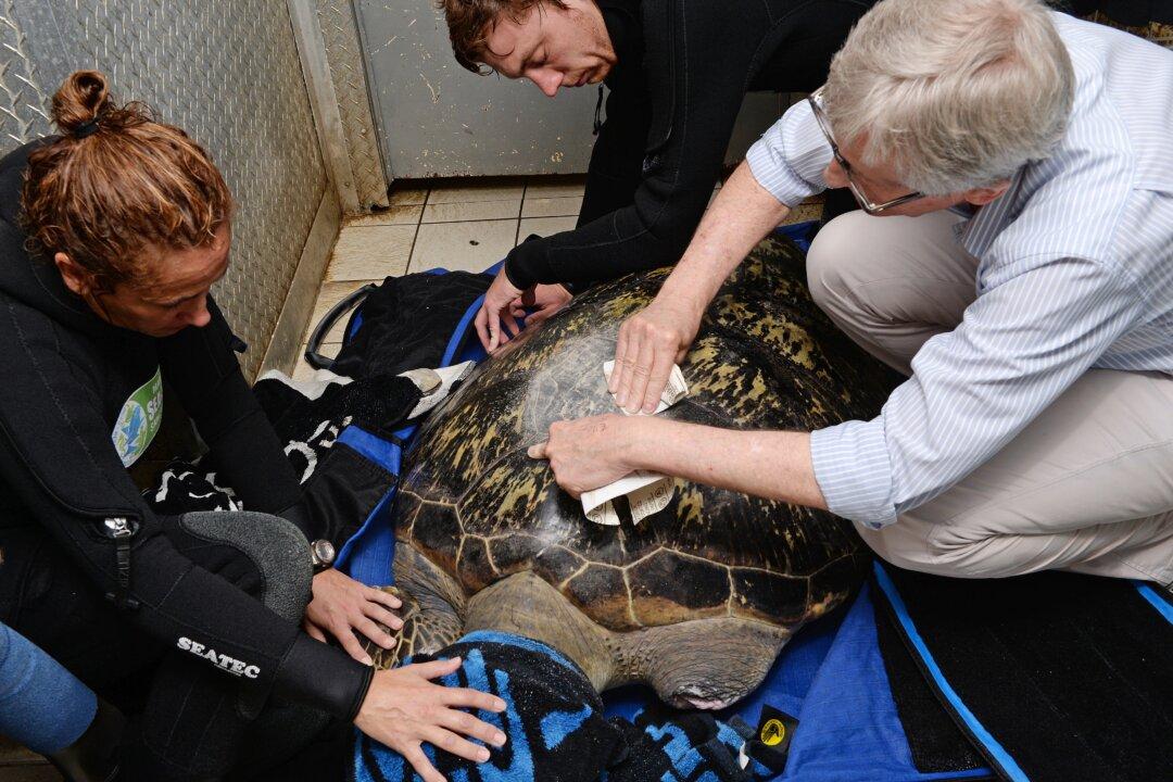 Green Sea Turtle Gets Custom Belt to Help Swim