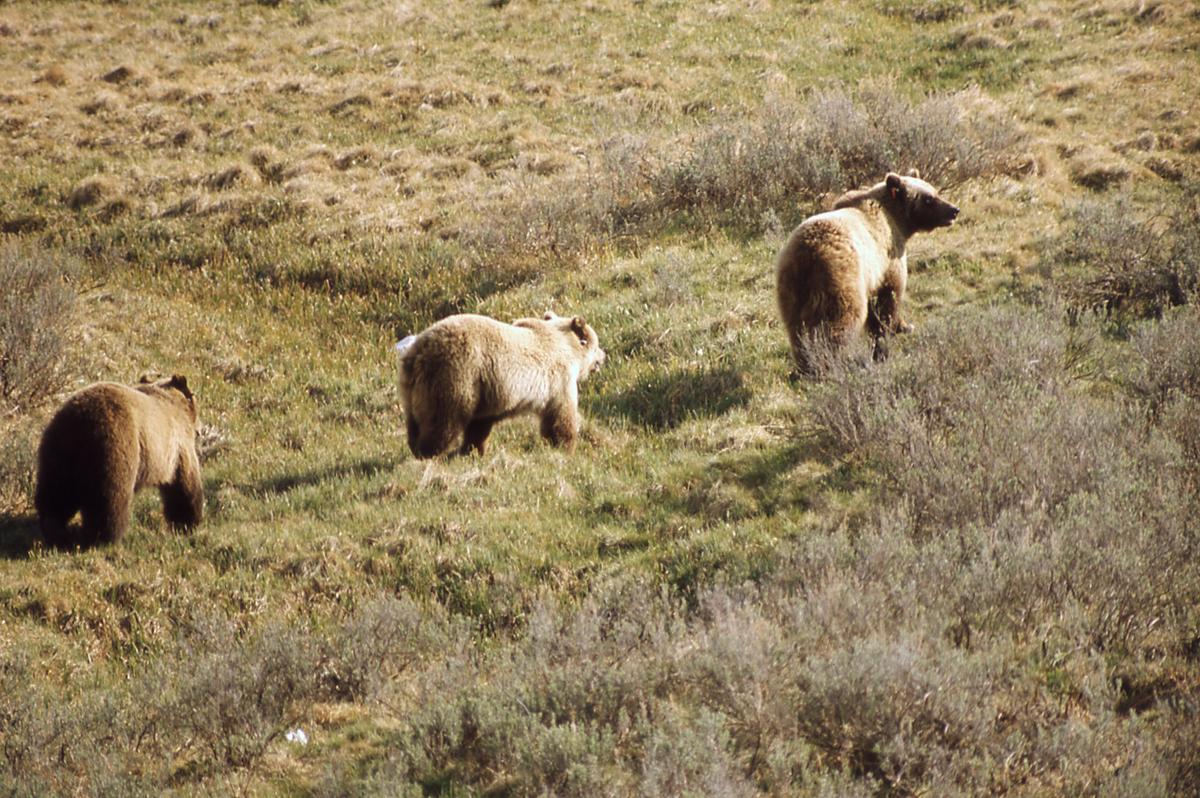 Grizzly Bear Kills Longtime Hiker in Yellowstone Park, Officials Say
