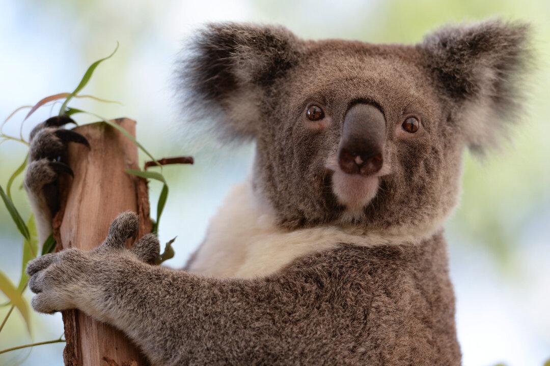 Animals Injured by Wind Turbines to be Euthanised