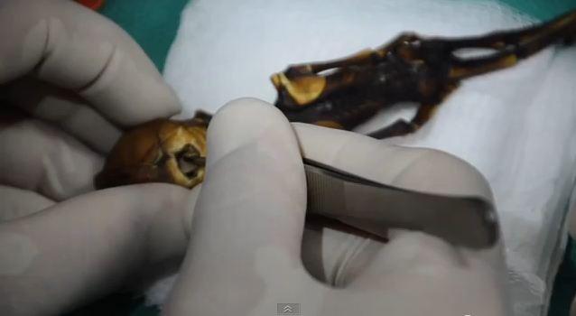 Tiny ‘Alien’ Skeleton in New Documentary (+Videos)