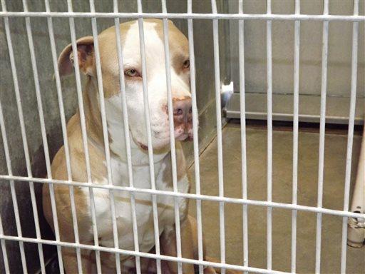 California Bill Saying Landlords Can’t Ban Pets Is Revamped to Exempt Small Landlords