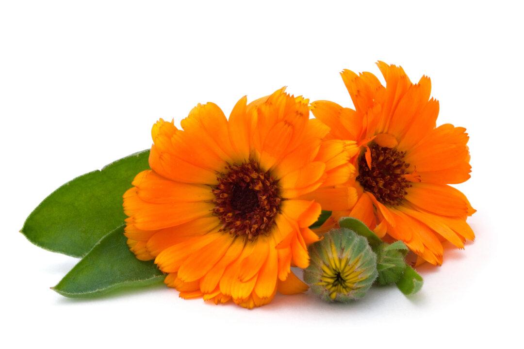 Calendula for Life’s Cuts and Bruises