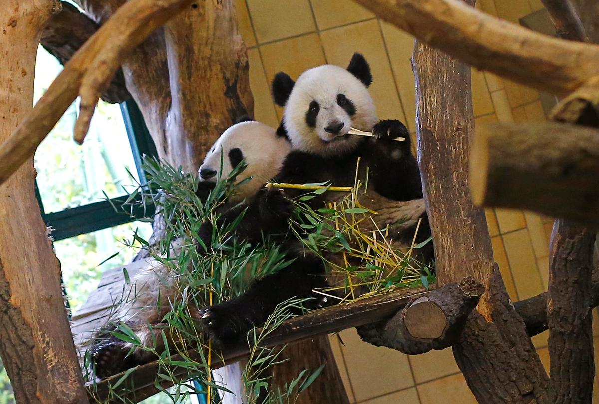 Austria Threatened With Panda Loss for Meeting Dalai Lama