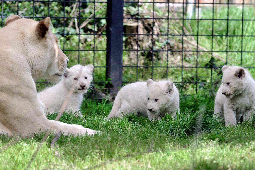 14 White Lions, Other Exotic Animals Discovered in Thai Warehouse