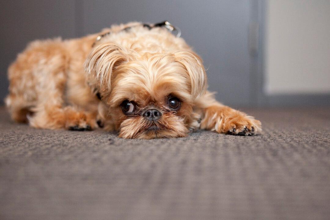 Puppy Mill Bill Passes NY State Legislature