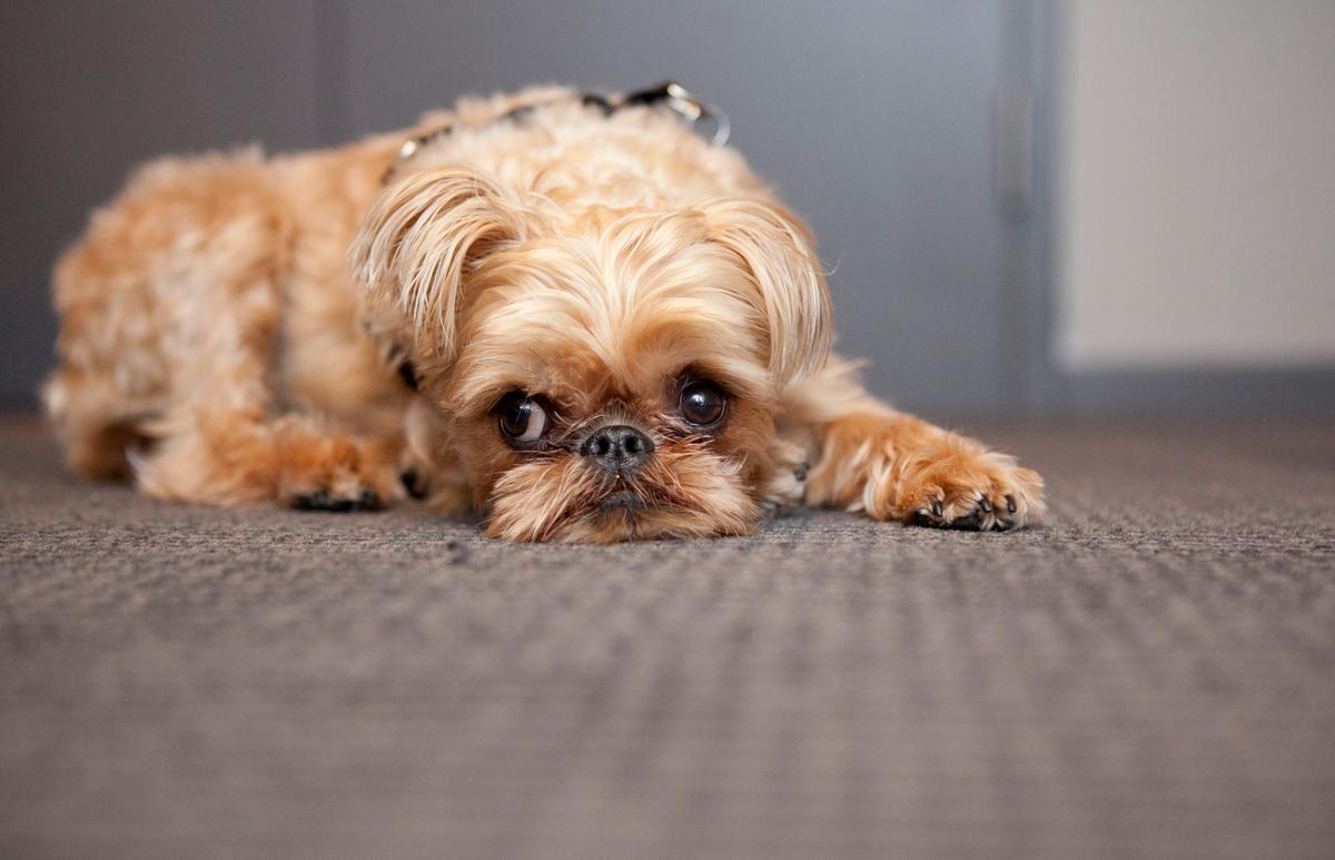 Puppy Mill Bill Passes NY State Legislature