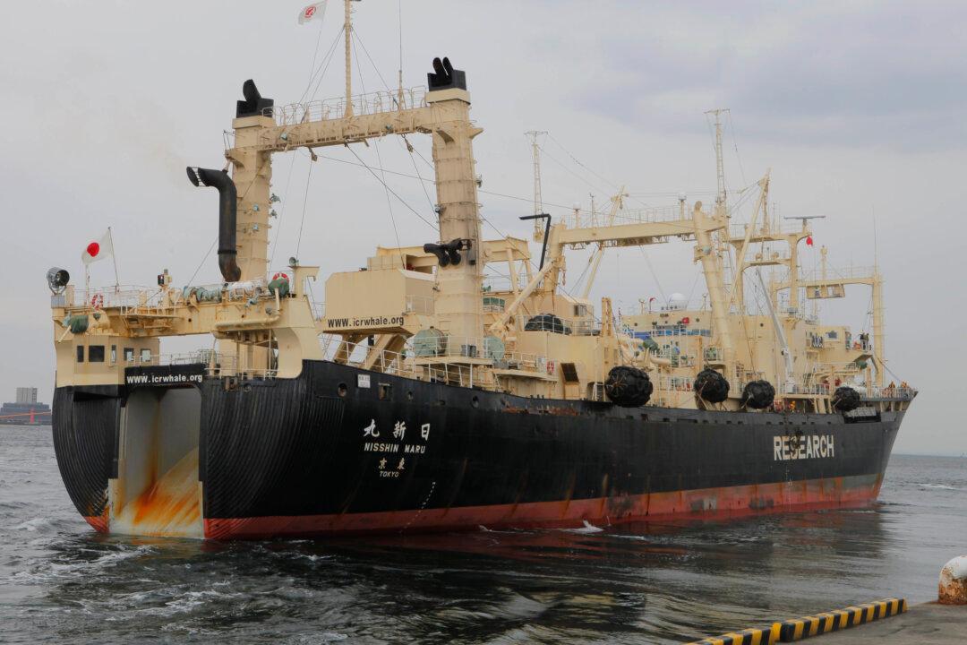 Japanese Whaling Crew ‘Eaten Alive by Killer Whales, 16 Dead’ is Fake; MV Nisshin Maru Ship Still Going