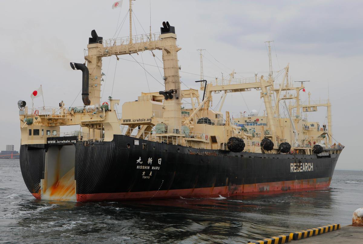 Japanese Whaling Crew ‘Eaten Alive by Killer Whales, 16 Dead’ is Fake; MV Nisshin Maru Ship Still Going