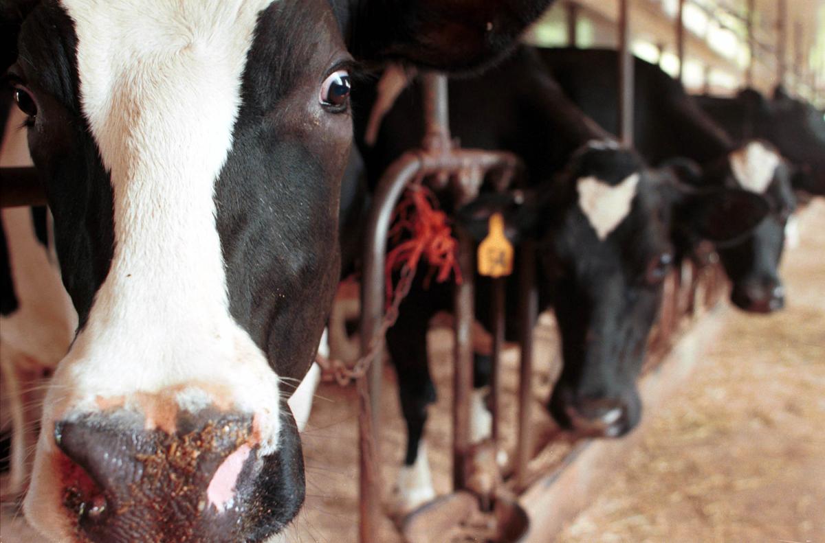 Largest US Milk Producer Folds Thanks to Superior Non-Dairy Milks