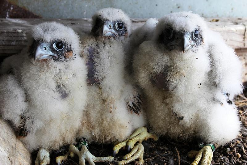 Six Peregrine Falcons Born on NYC Bridges
