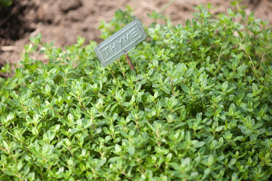 Thyme ‘That Smells of Dawn in Paradise’ (Part 2)