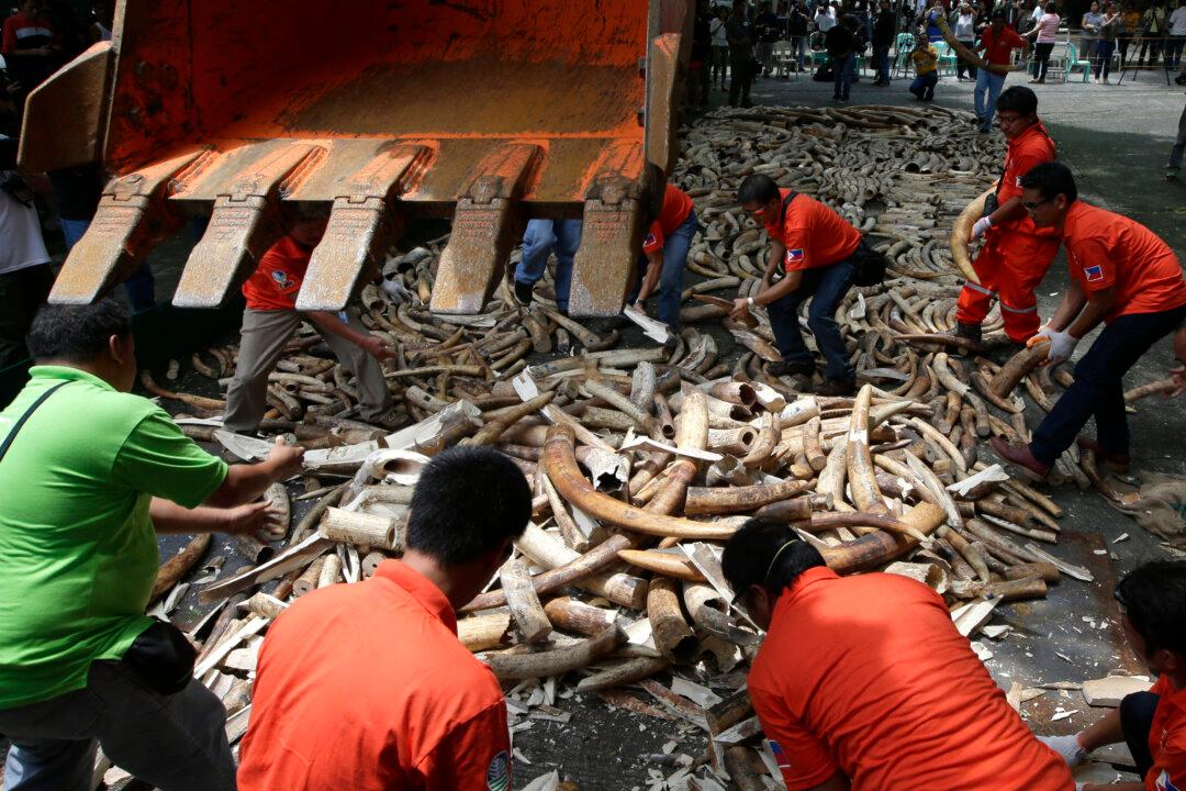 In Fight Against Elephant Poaching, Philippines Crushes 5 Tons of Ivory