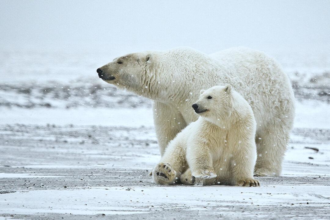 New Diseases Harm Polar Bears as Climate Changes