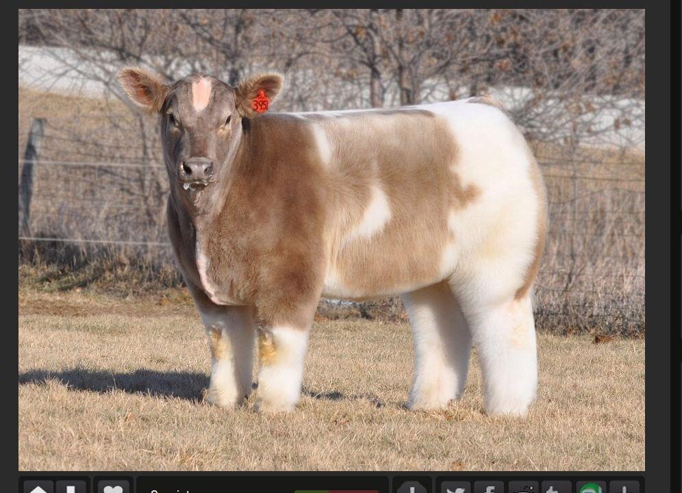 ‘Fluffy Cow’ Posted on Reddit, Takes Internet by Storm (+Photo)